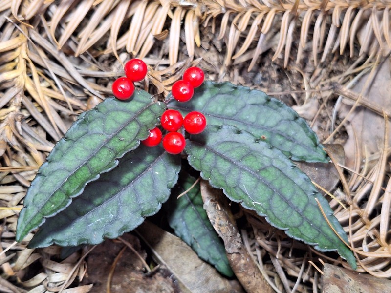 Ardisia violacea photo 4