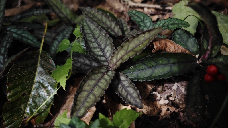 Ardisia violacea photo 5