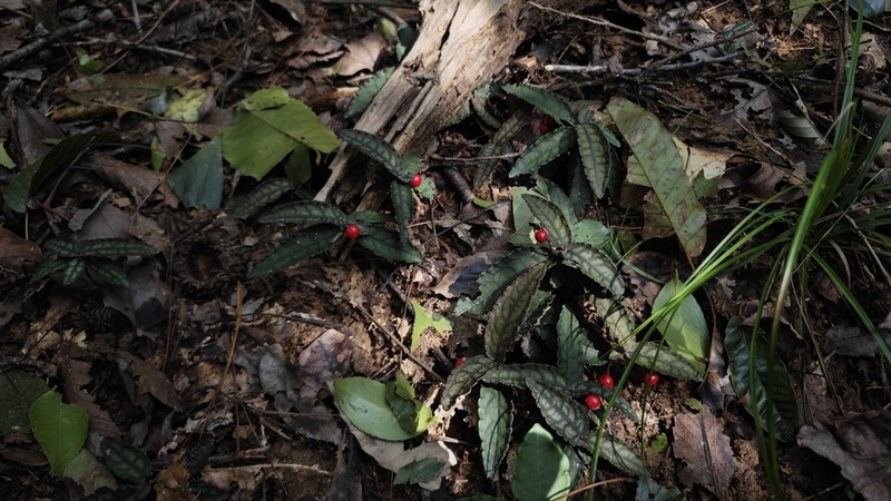 Ardisia violacea photo 6