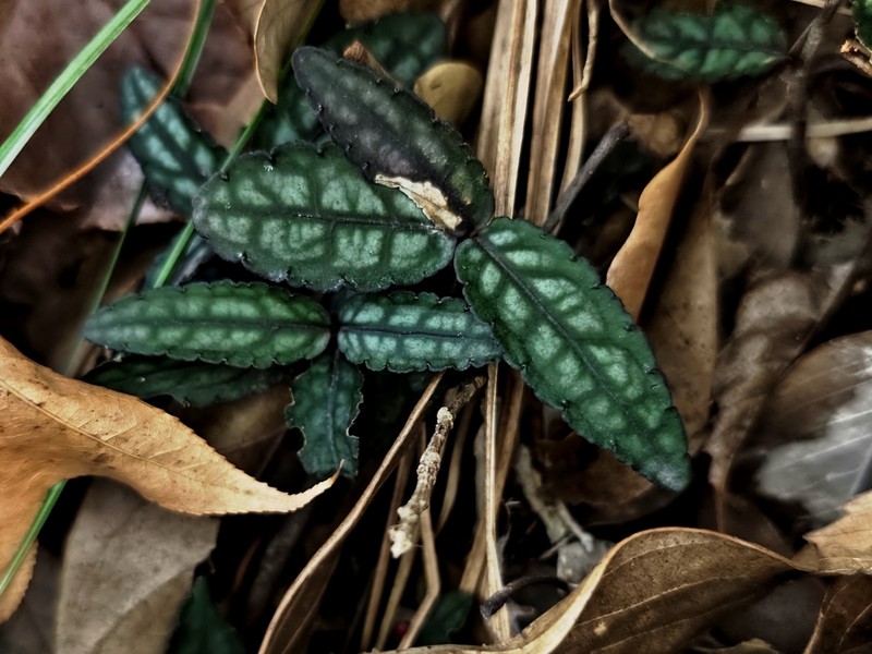 Ardisia violacea photo 7