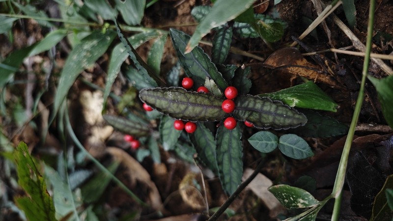 Ardisia violacea photo 8