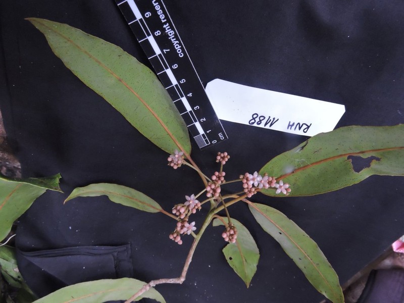 Ardisia vohimenensis