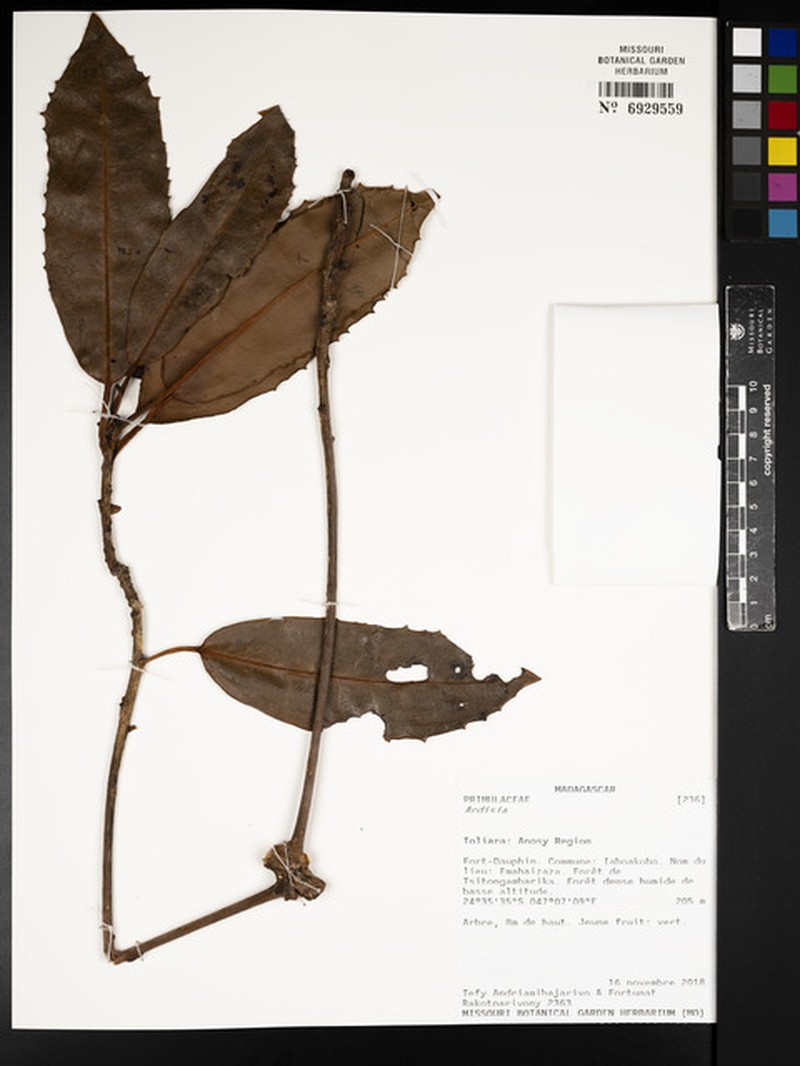Ardisia vohimenensis photo 2