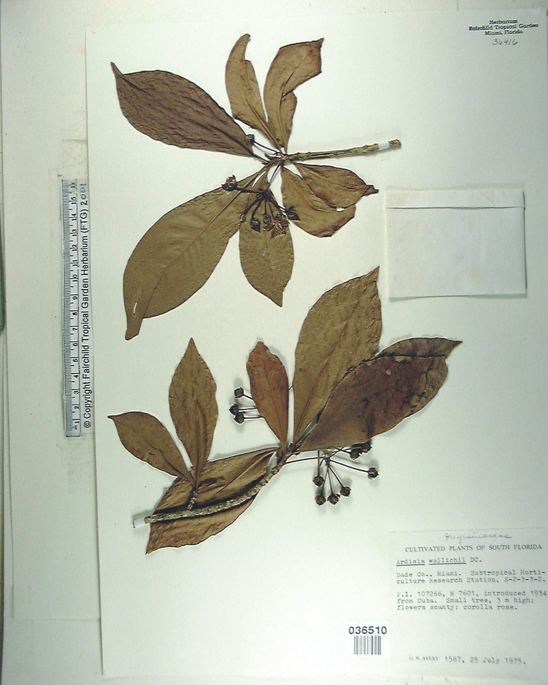 Ardisia wallichii