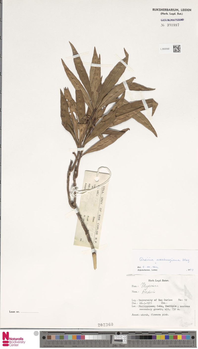 Ardisia warburgiana