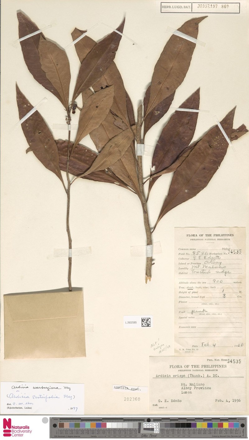 Ardisia warburgiana photo 2