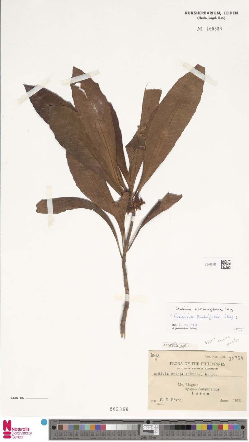 Ardisia warburgiana photo 3