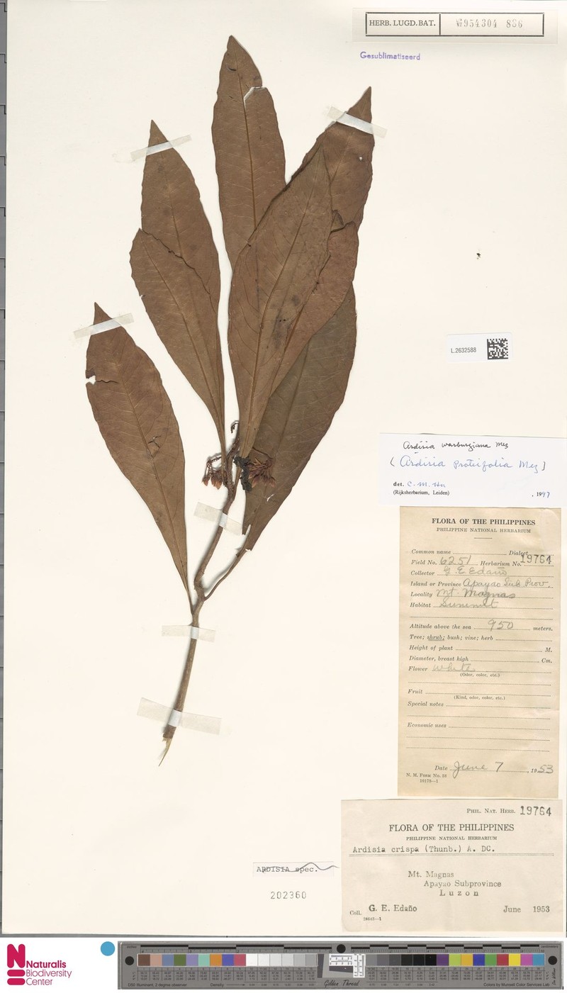 Ardisia warburgiana photo 4