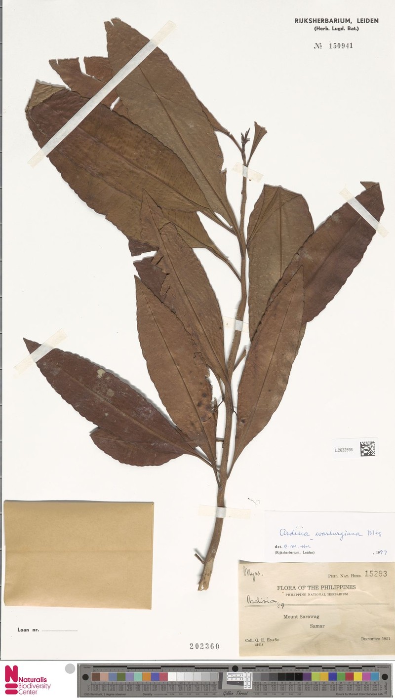 Ardisia warburgiana photo 5