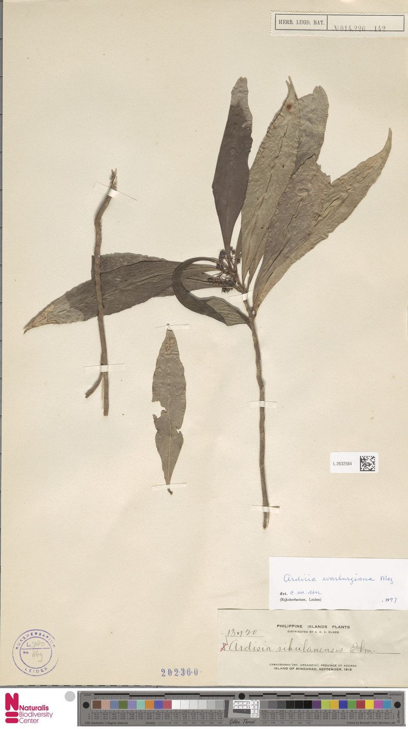 Ardisia warburgiana photo 6