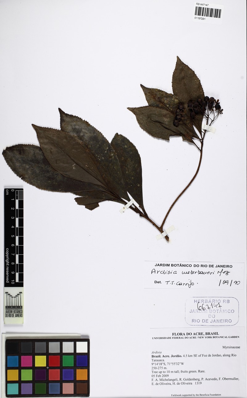 Ardisia weberbaueri