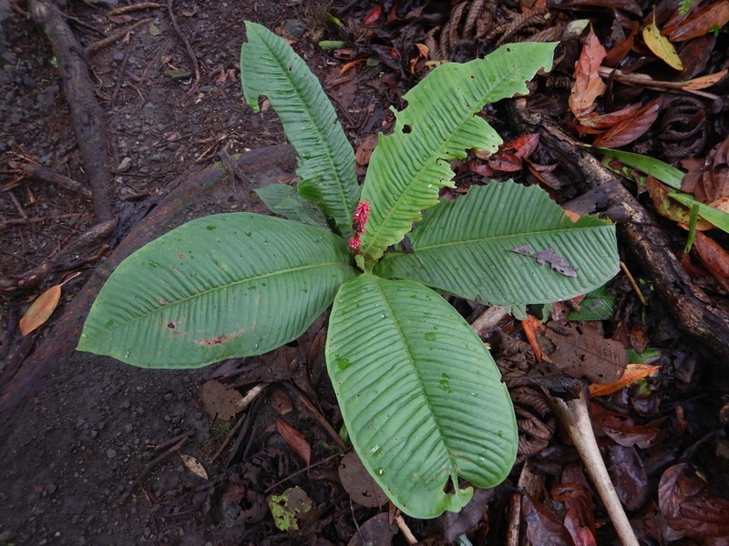 Ardisia wedelii