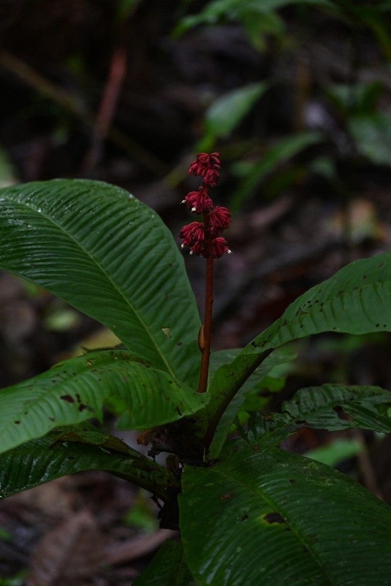 Ardisia wedelii photo 2