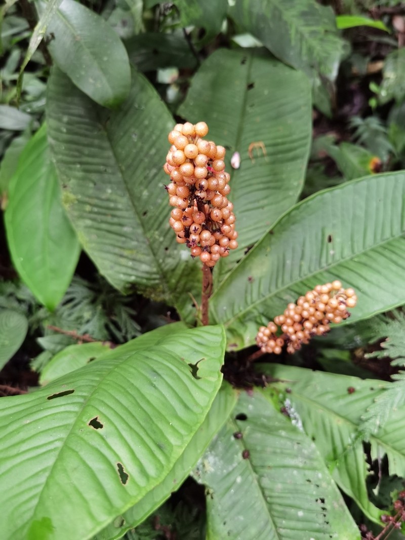 Ardisia wedelii photo 3