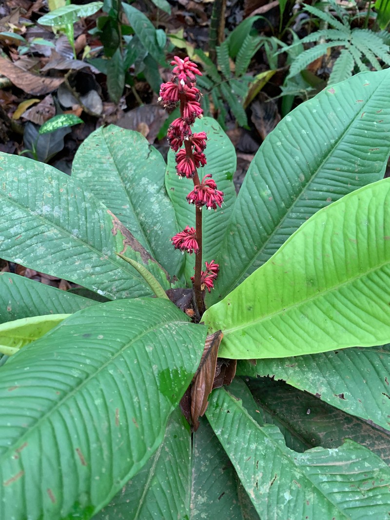 Ardisia wedelii photo 4