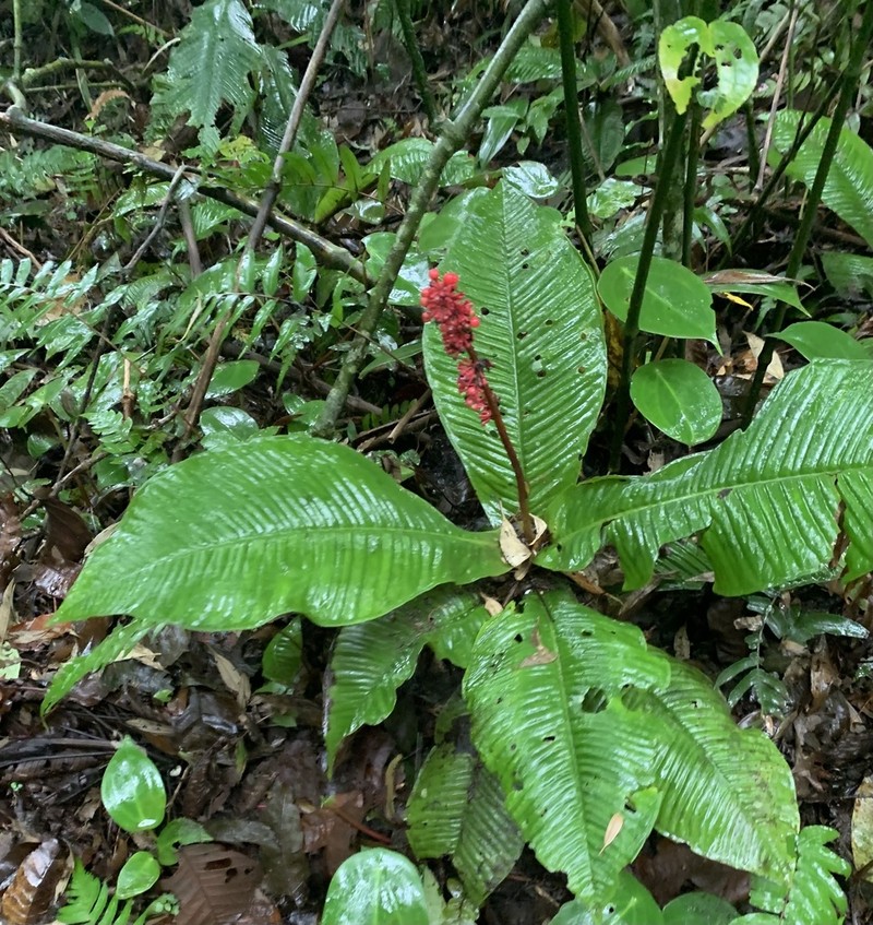 Ardisia wedelii photo 5