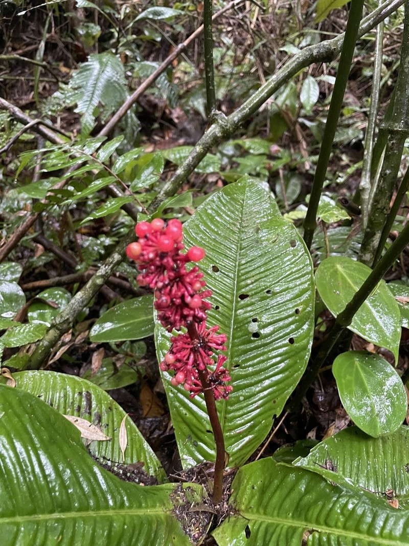 Ardisia wedelii photo 6