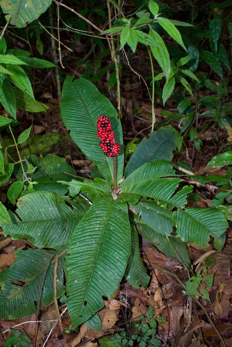 Ardisia wedelii photo 7