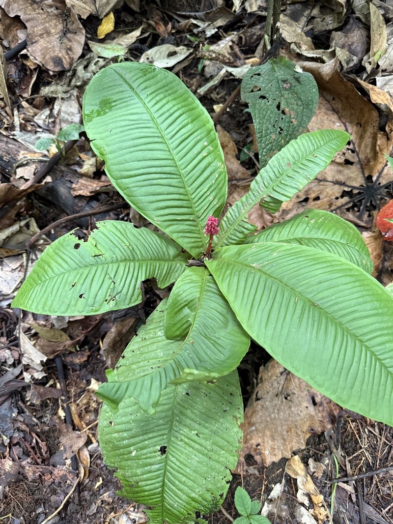 Ardisia wedelii photo 8
