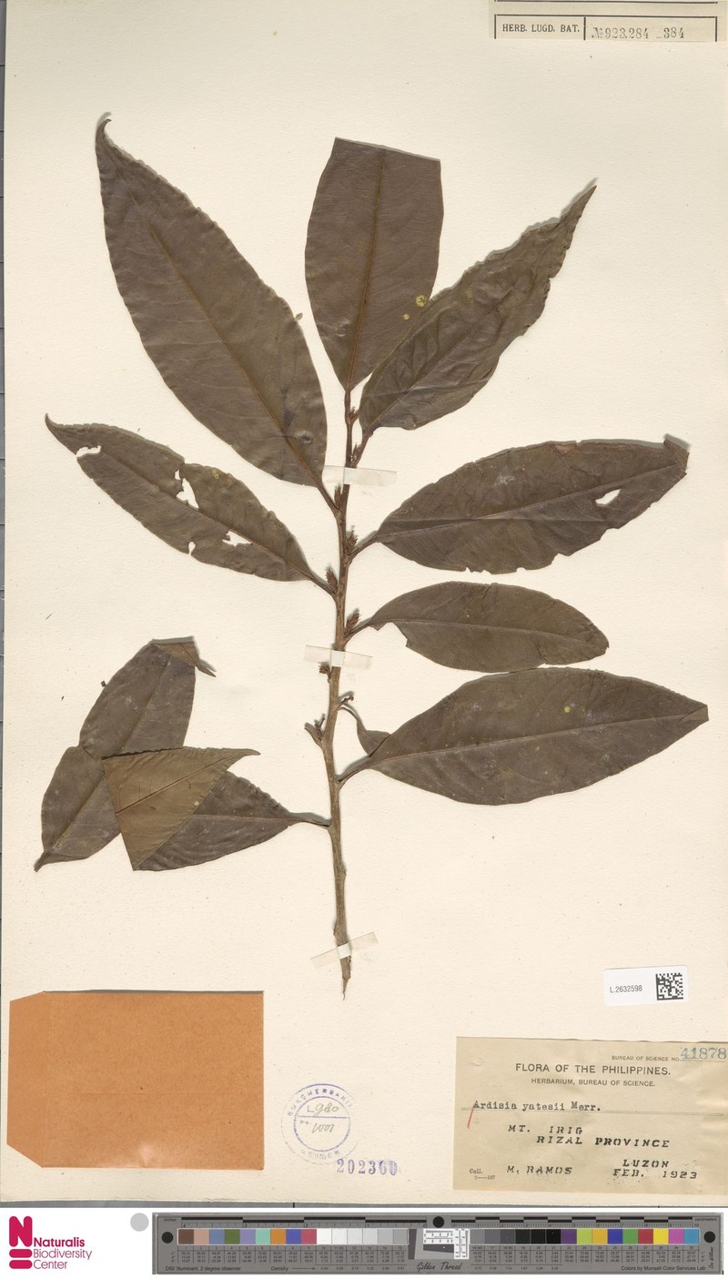 Ardisia yatesii photo 2