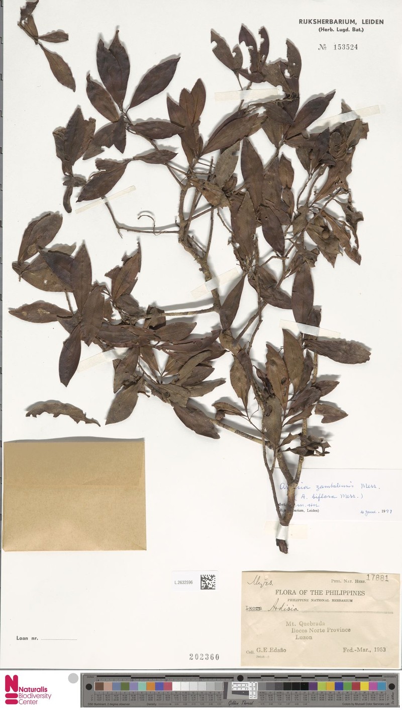 Ardisia zambalensis