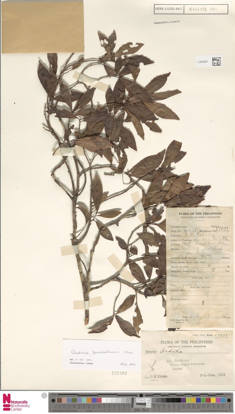 Ardisia zambalensis photo 2