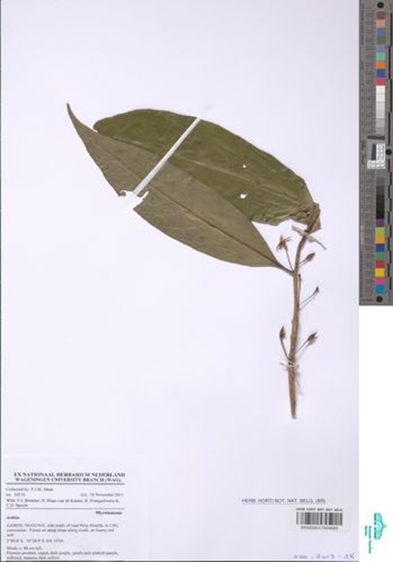 Ardisia zenkeri
