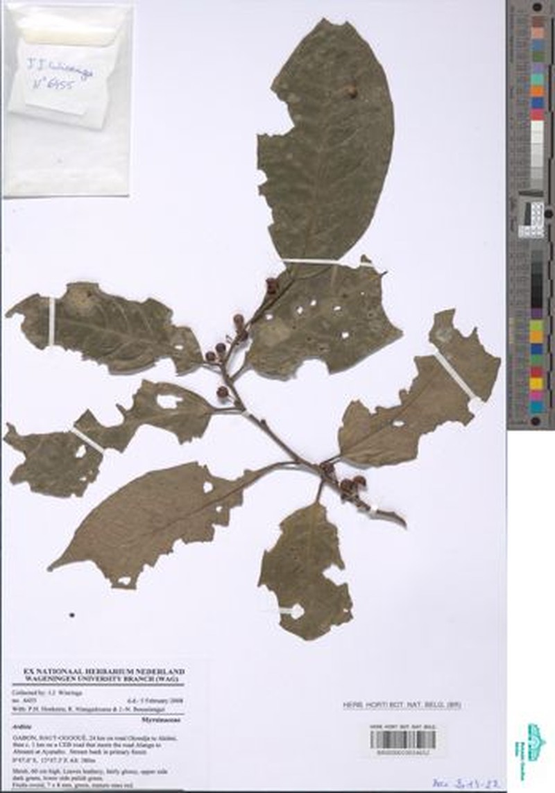 Ardisia zenkeri photo 3