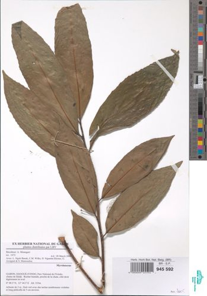Ardisia zenkeri photo 4