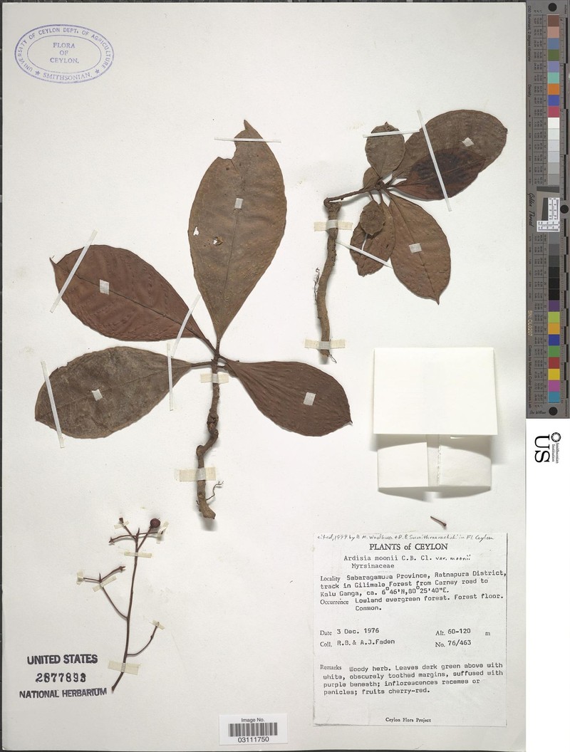 Ardisia zeylanica photo 2