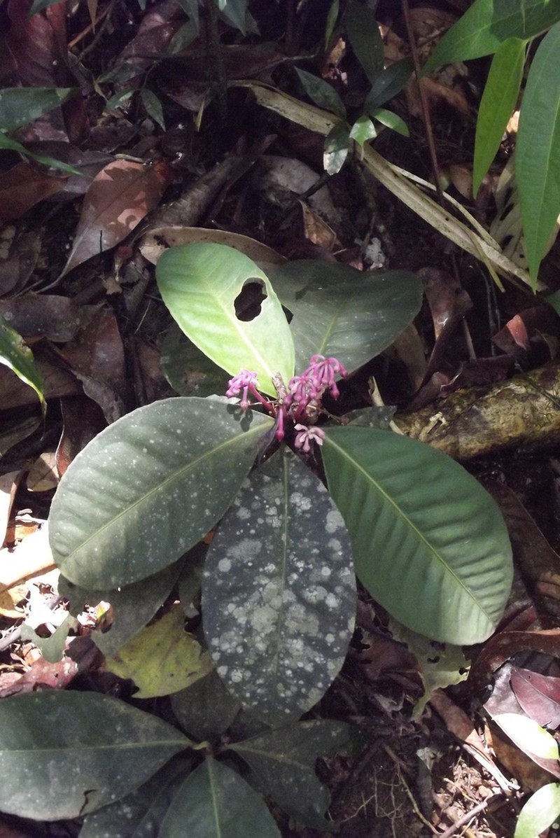 Ardisia zeylanica