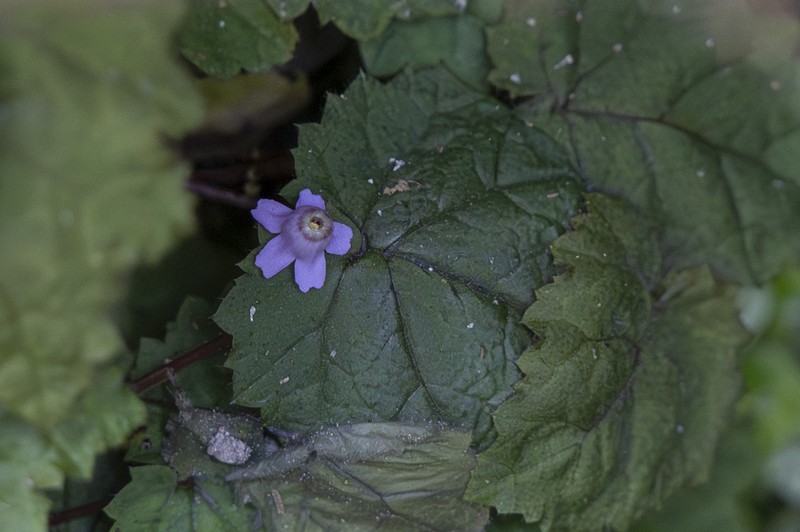Ardisiandra primuloides
