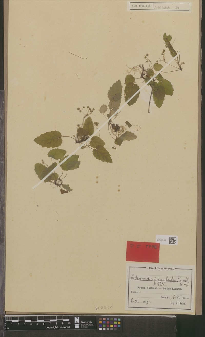 Ardisiandra primuloides photo 3