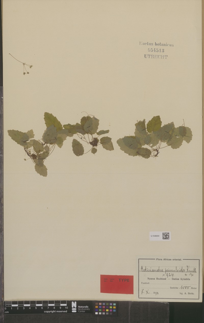 Ardisiandra primuloides photo 4