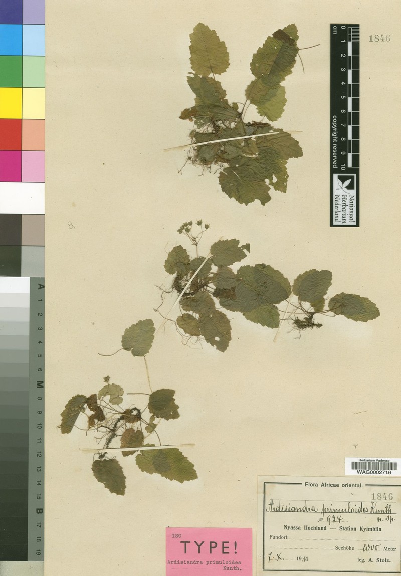 Ardisiandra primuloides photo 5