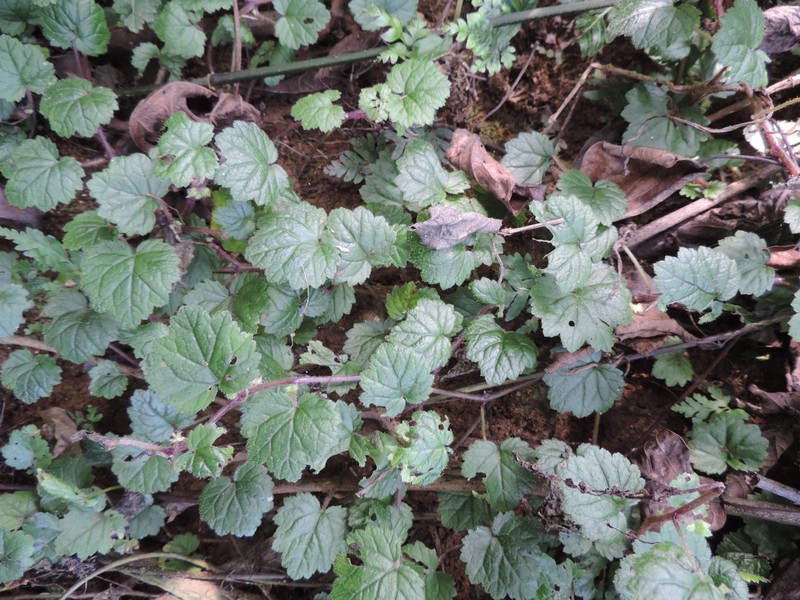 Ardisiandra sibthorpioides photo 2