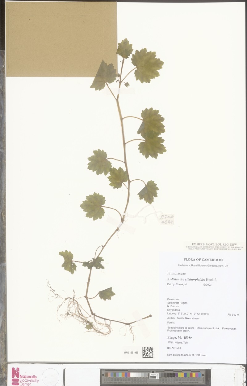 Ardisiandra sibthorpioides photo 3