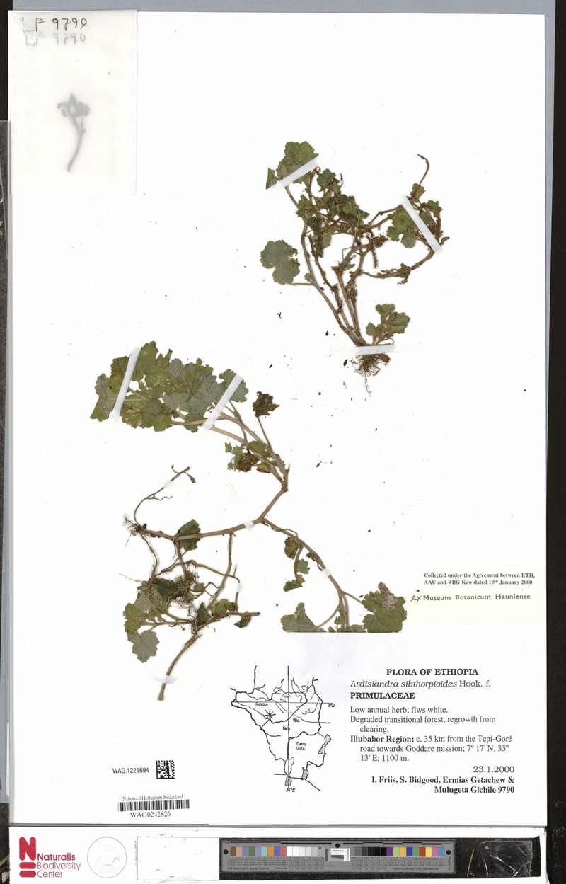 Ardisiandra sibthorpioides photo 4