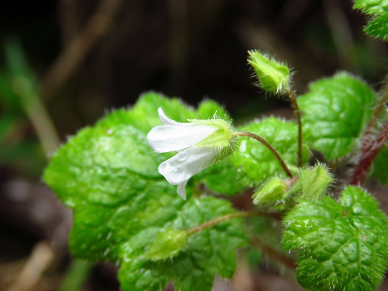 Ardisiandra wettsteinii photo 2