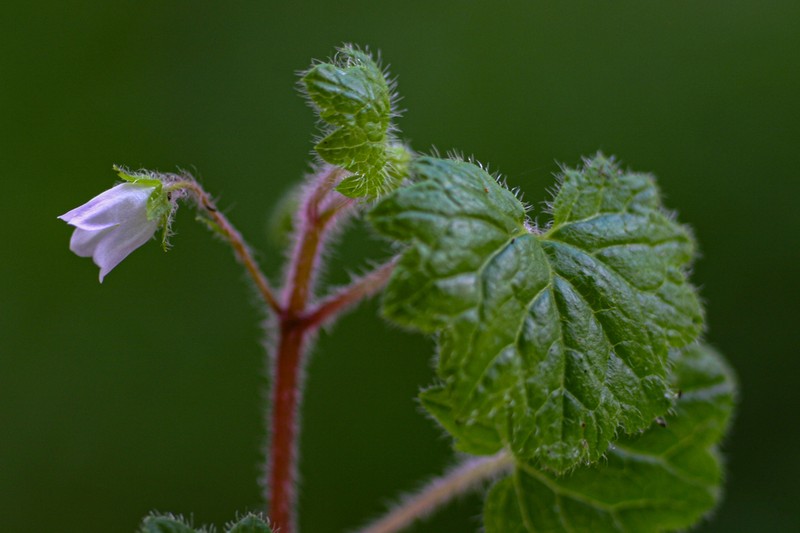 Ardisiandra wettsteinii photo 3