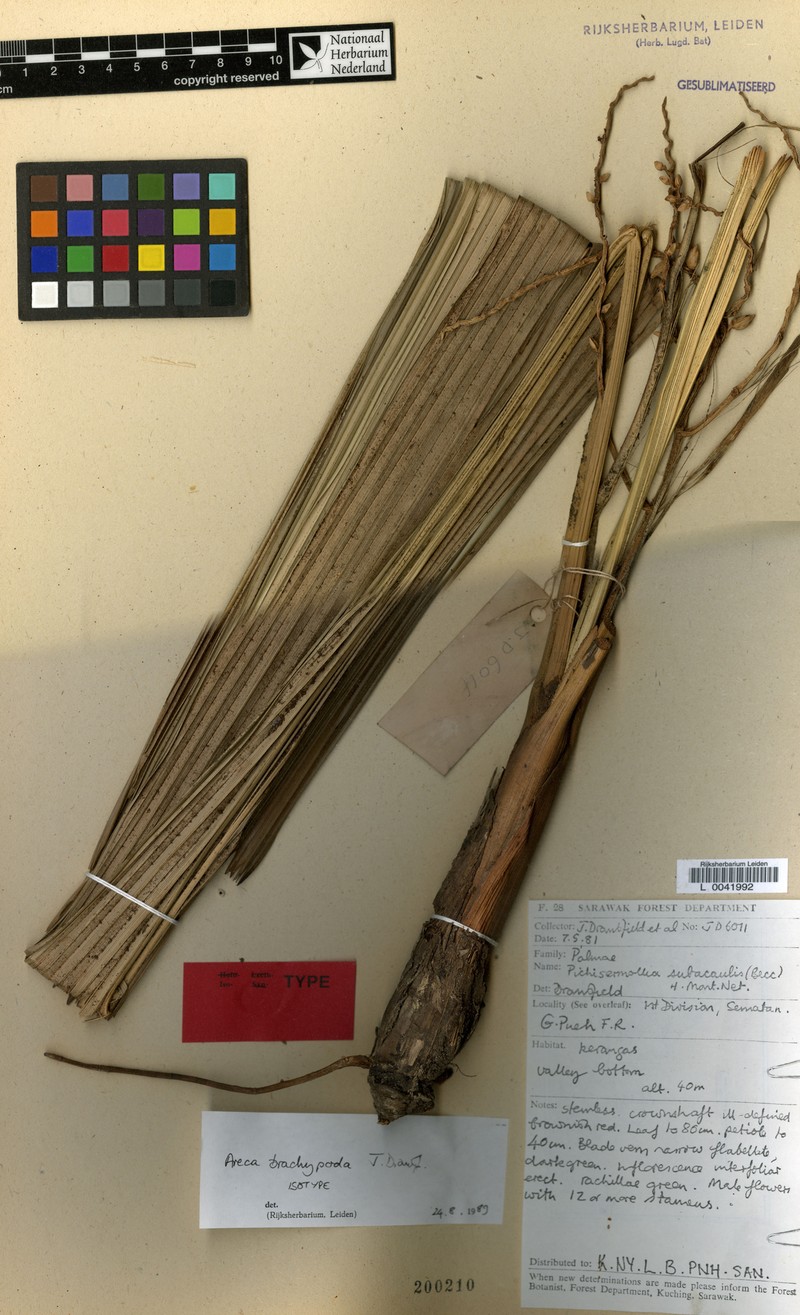 Areca brachypoda photo 3