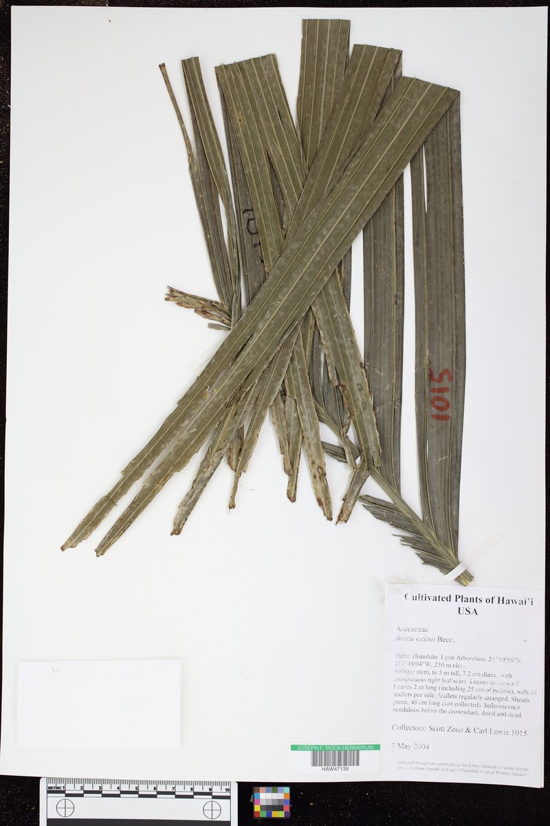 Areca caliso photo 4