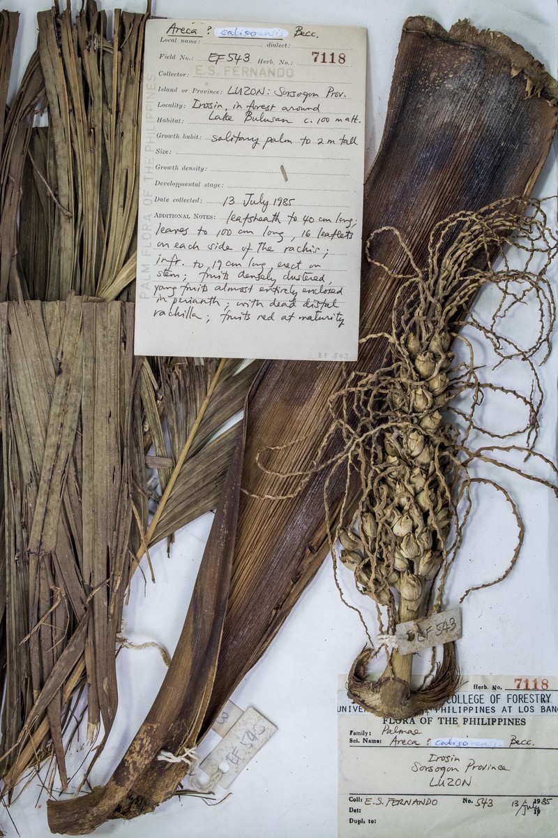 Areca caliso