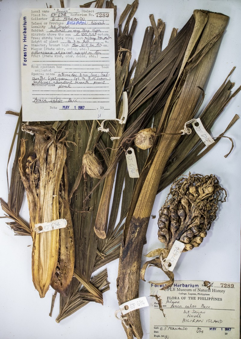 Areca caliso photo 6