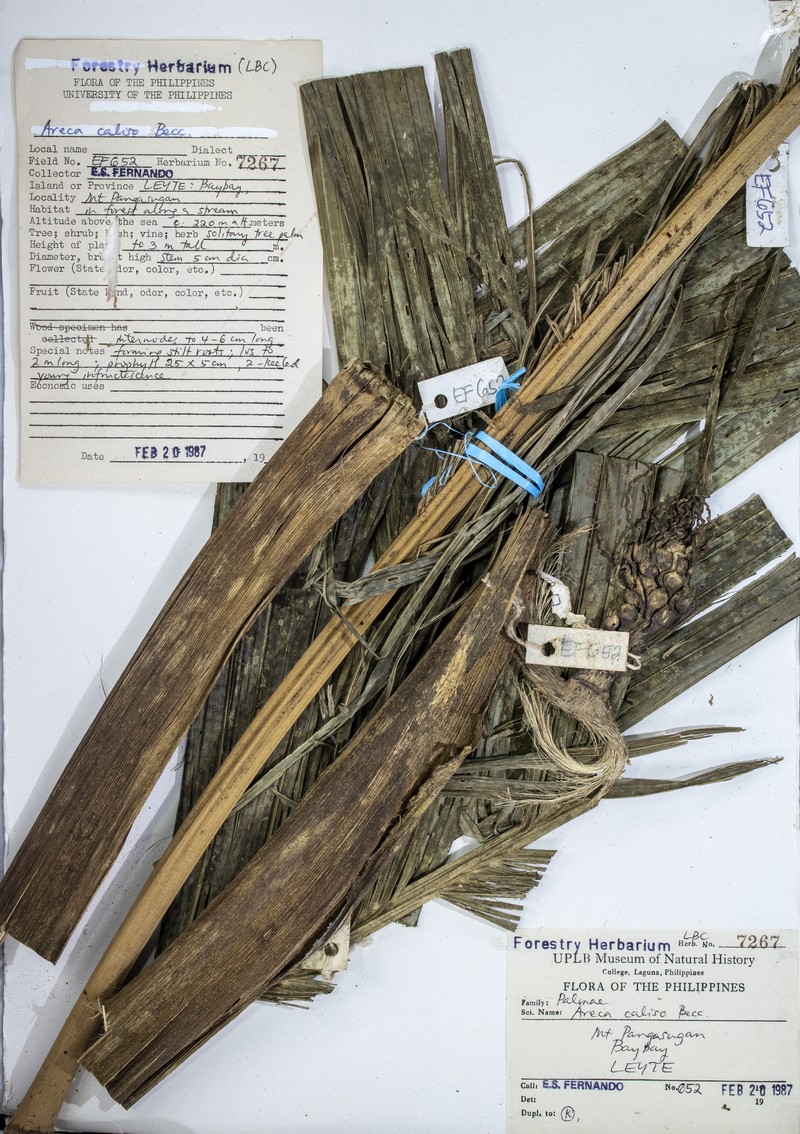 Areca caliso photo 7