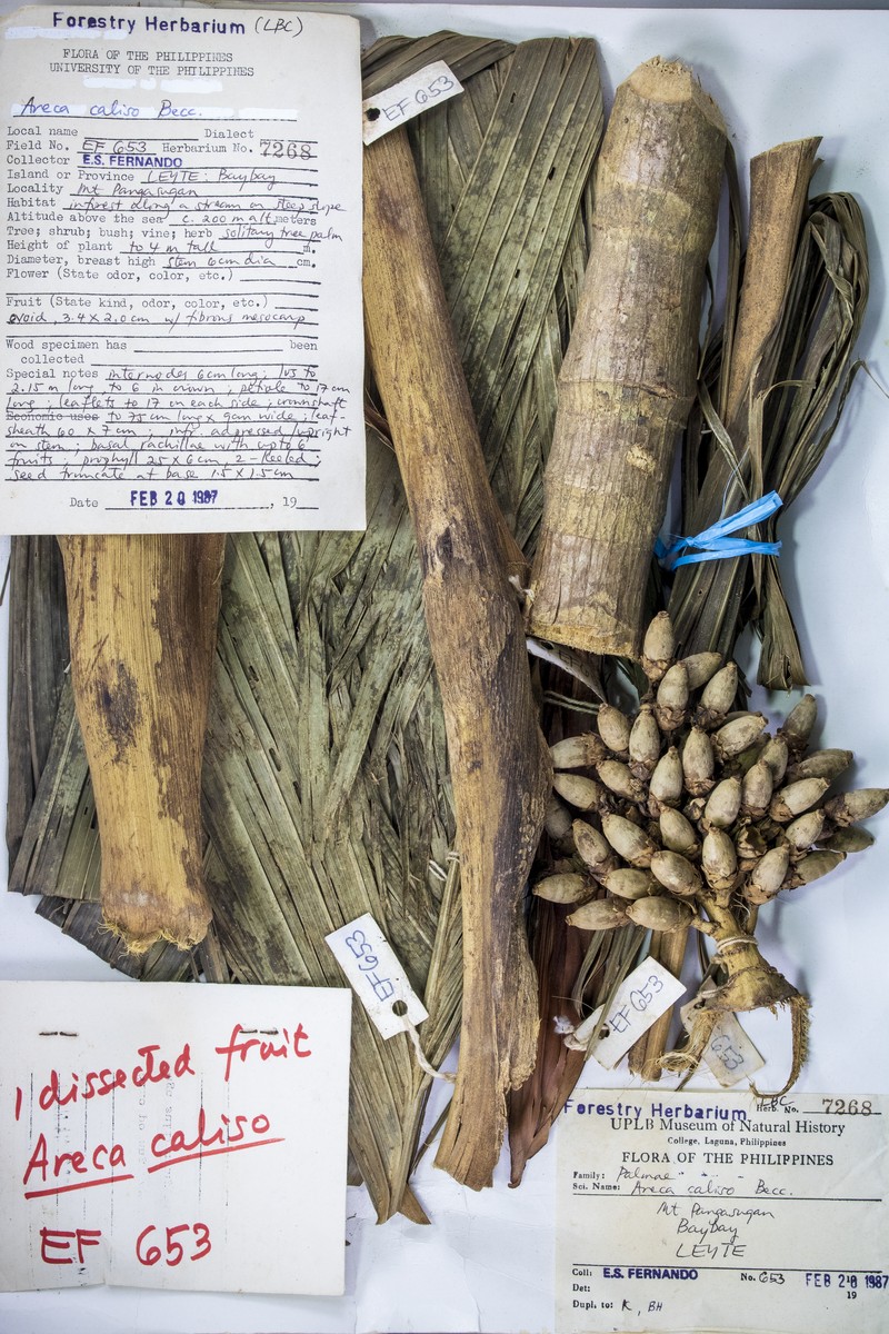 Areca caliso photo 8