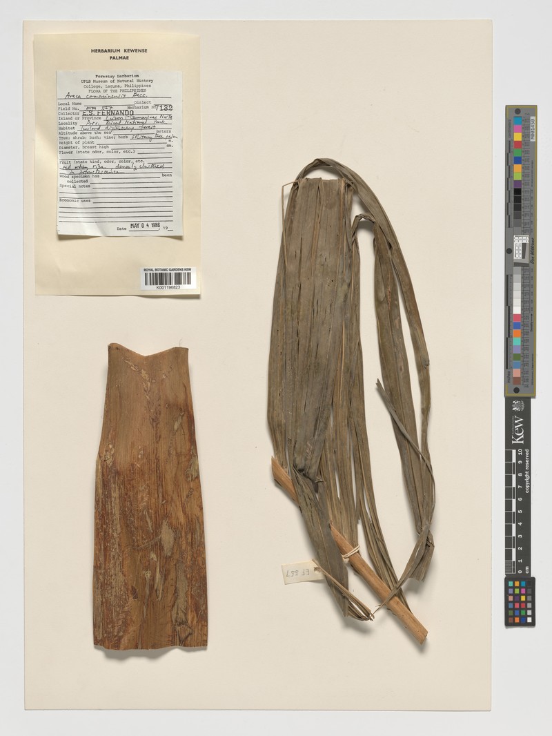 Areca camarinensis