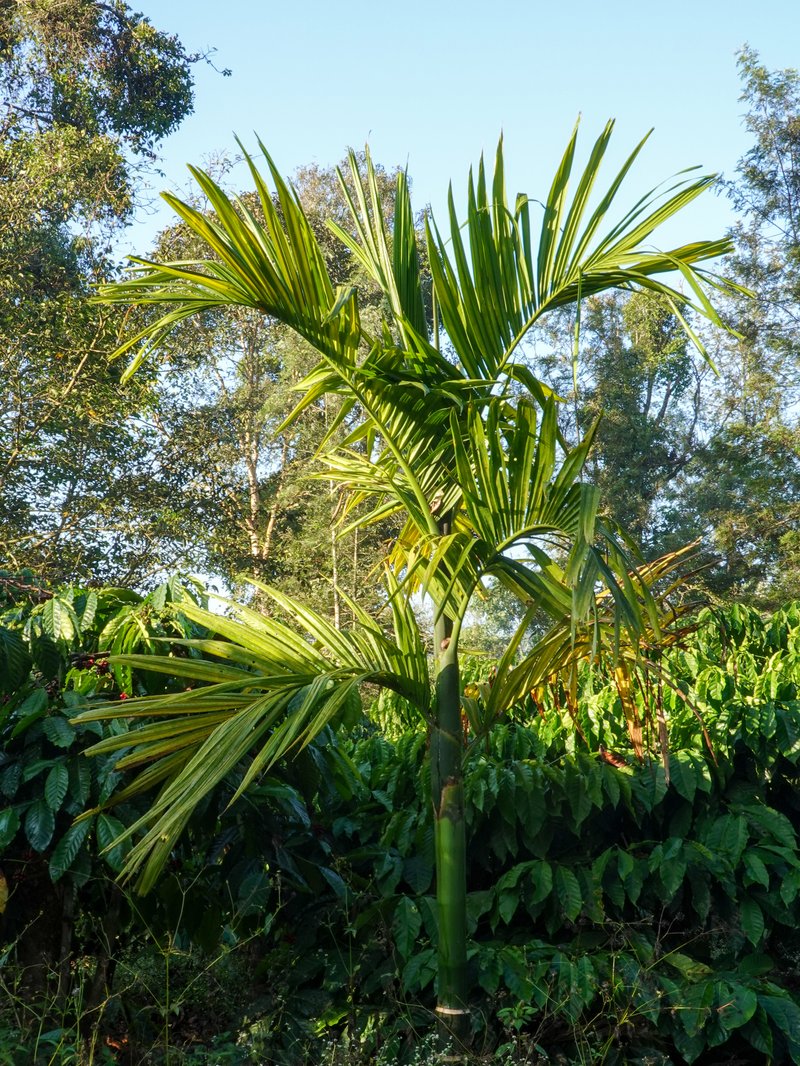 Betel Palm photo 2