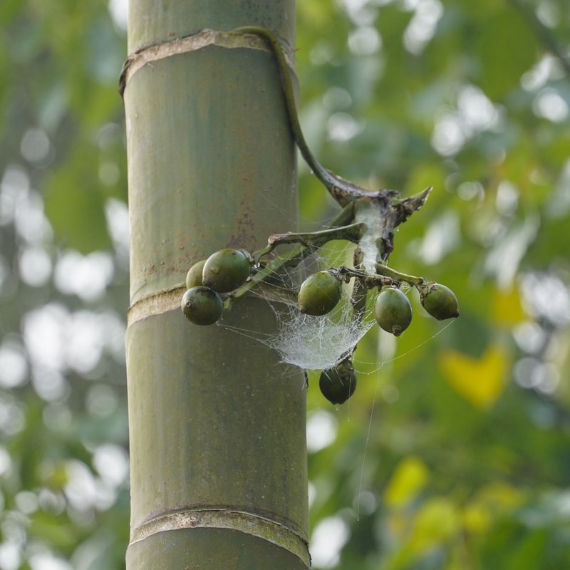 Betel Palm photo 3