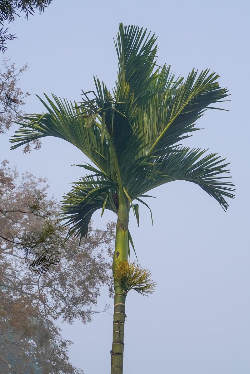 Betel Palm